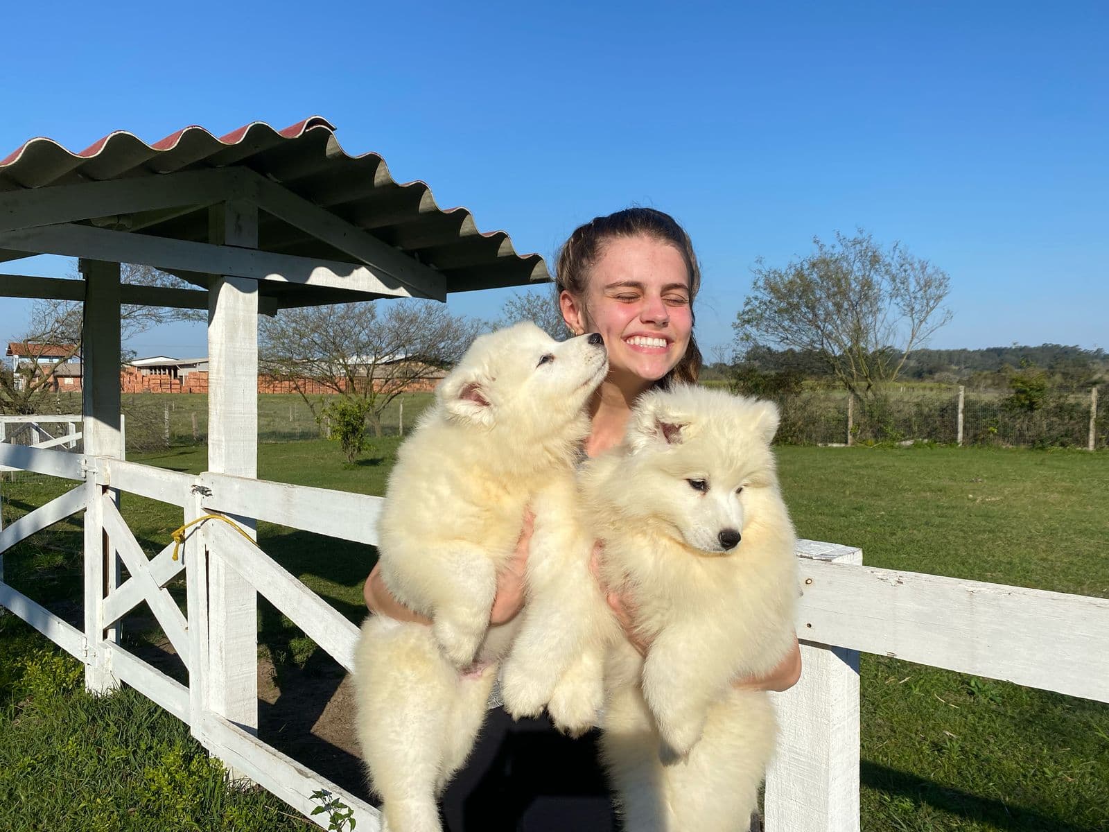 Família cuidando dos filhotes de Samoieda no canil